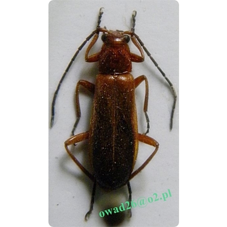 Rhagonycha fulva (Scopoli, 1763) Zmięk żółty